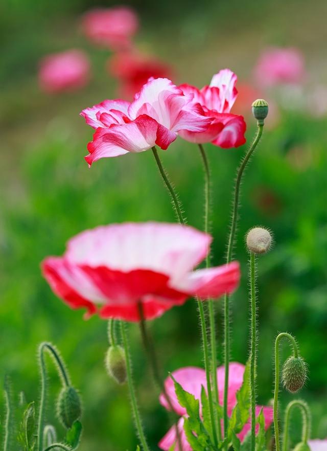 八种常见有毒花，这15种大毒花