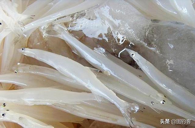 长江名贵鱼前十名，有哪些名贵的淡水鱼（国内最昂贵的10种鱼类）