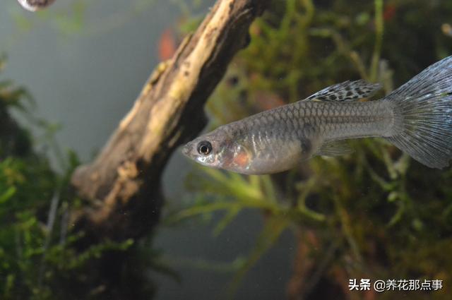养殖热带鱼鱼缸如何装饰，在客厅养热带鱼