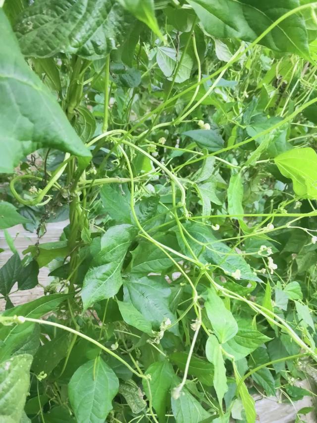 蓟马，蓟马为什么这么防治