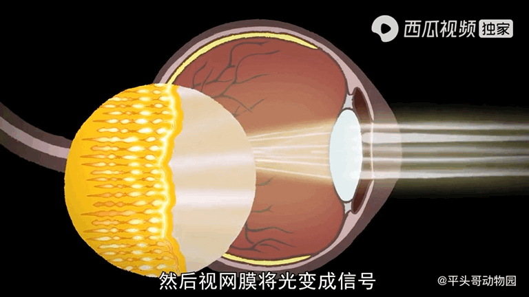 吸血的动物有哪些，最凶狠的十种吸血动物