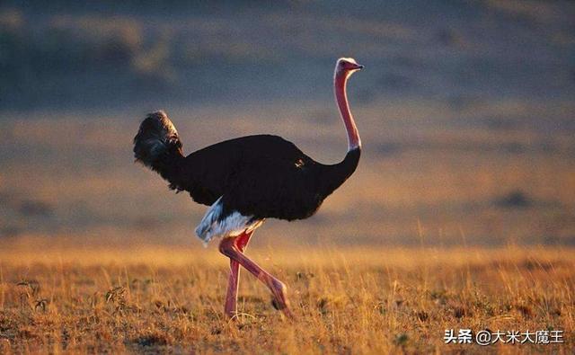 哪个动物会皮笑肉不笑呢，那些外表憨态可掬