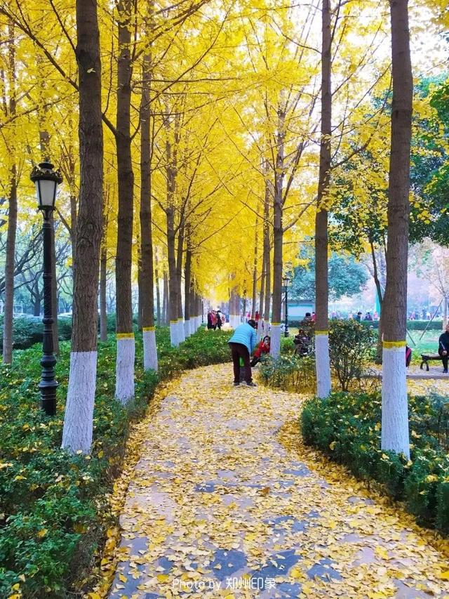 郑州周边免费景点，郑州最近免费旅游景点大全（不出郑州的8个赏花遛娃地）