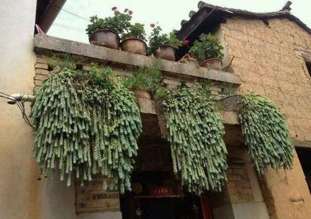 庭院中种什么爬藤花，院子里如果想搭设花廊架