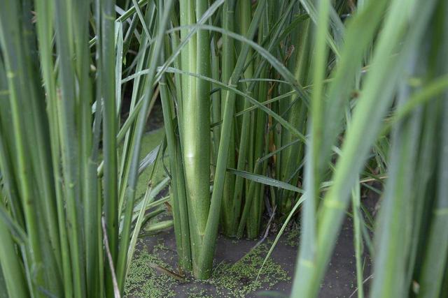 茭白禾笋营养价值，茭白笋什么人不能吃
