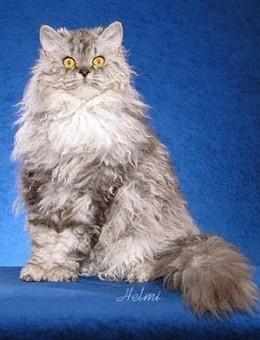 世界名猫品种，世界名猫品种大全