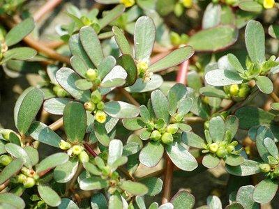 这32种常见可食用的野菜，这6种野菜农村最热门