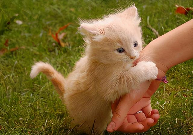猫咪舔主人的手，猫咪舔舐常见的6个含义（猫咪舔人手表示什么）