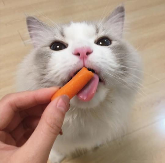 猫咪直接喂肉可以吗需要注意什么，千万不要这样喂食