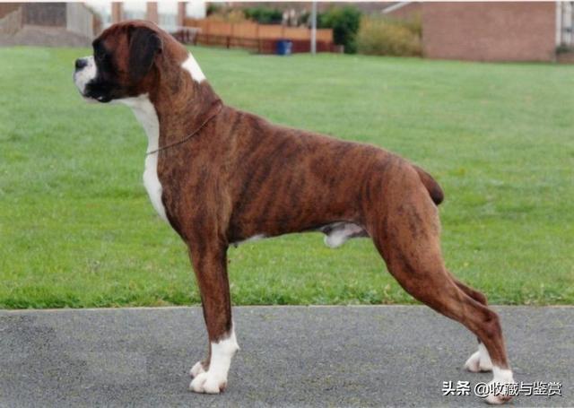世界上最凶猛的犬，世界最凶猛十大犬种