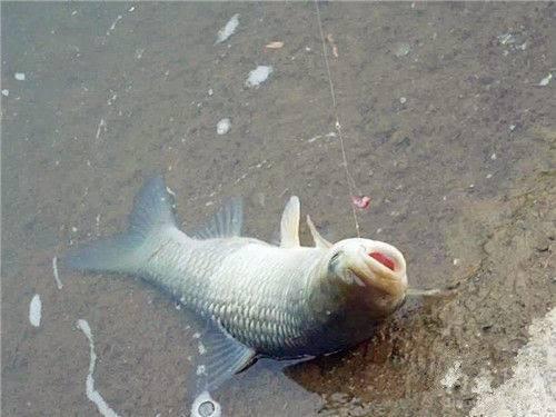 秋天钓大鲫鱼是好时候，秋天传统钓鲫鱼的最佳钓法