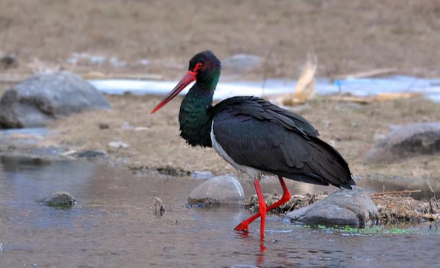 鹳字的拼音怎样读，鹳的读音和意思