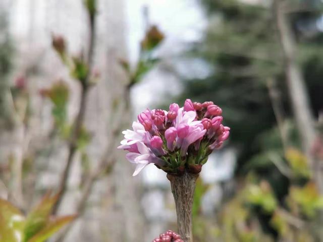 清明适合赏花的地方，纷纷春雨过后是最美人间四月天
