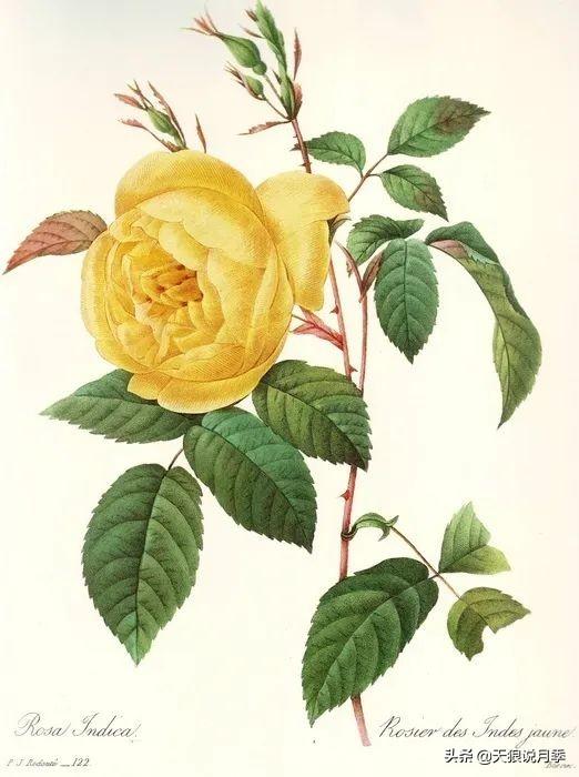 颜值高花期长的月季，七种优秀盆栽月季