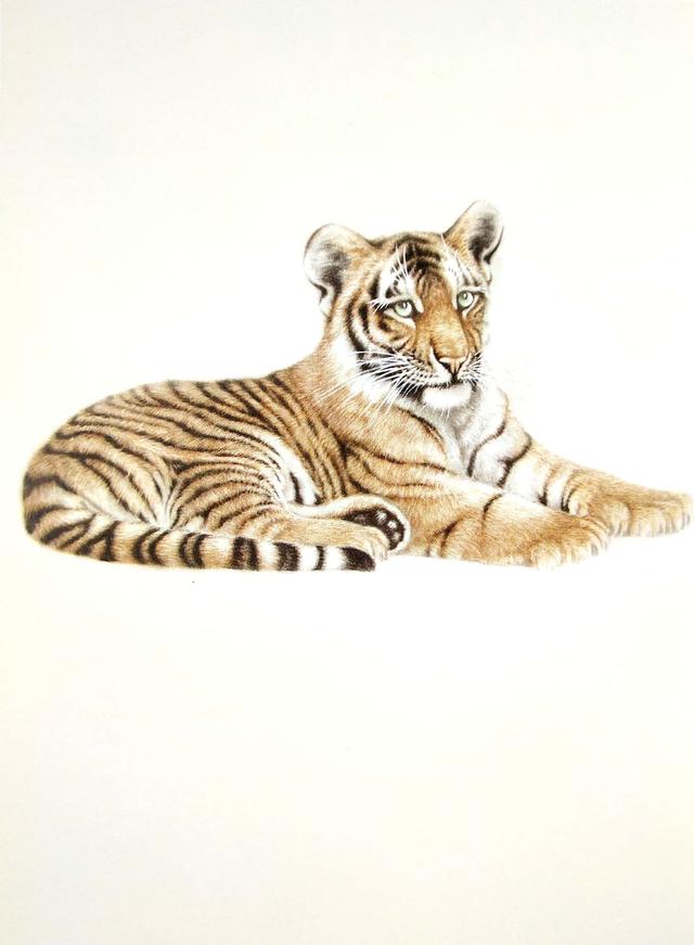 画虎怎么画才好，老虎画法-陈家明画虎