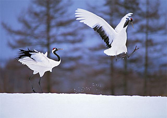 道教洞府真仙排位，道教仙兽鹤