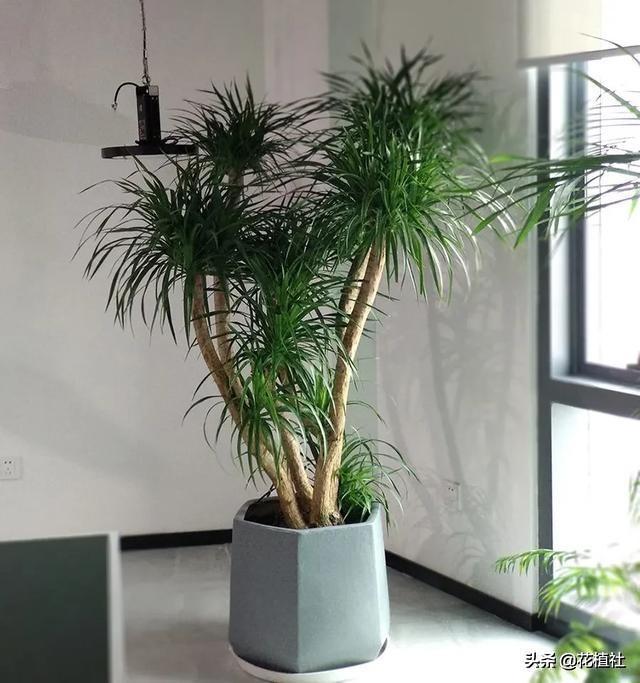 适合家里养的绿植，最好养的家中绿植（6种旺家的绿植优选）