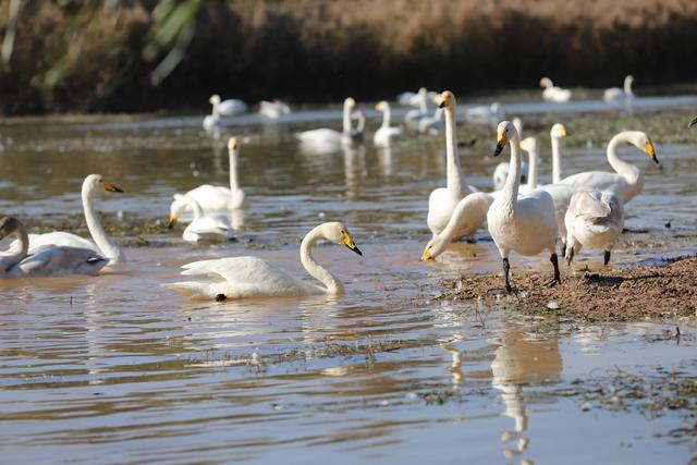 天鹅湖景区三门峡，三门峡天鹅湖国家湿地公园苍龙湖白天鹅