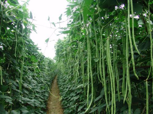 豆角什么时候种植最好，种豆角一般什么时候种植（现在种才长的又多又好）