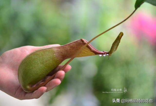 通向死亡的甜蜜诱惑，什么猪笼草是最好养（大量吸食它，可致人瘫痪、死亡）