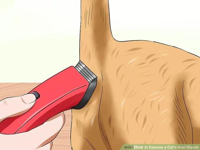 猫肛门腺怎么处理，猫咪究竟要不要挤肛门腺