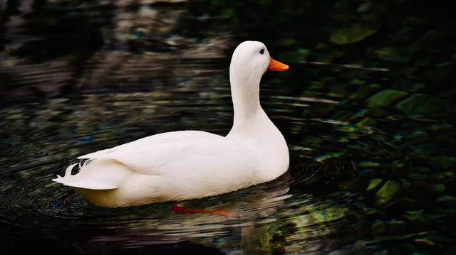 北京烤鸭最正宗的做法大全，目前0失败只要6步
