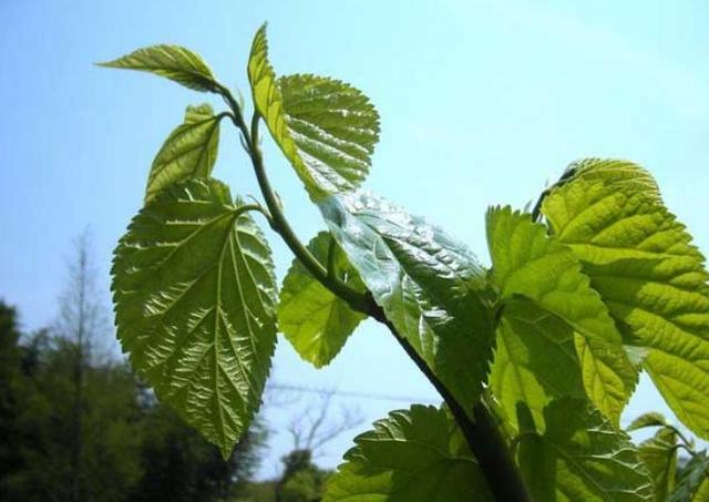屋后种什么树最旺，农村房后面种什么树旺人旺财
