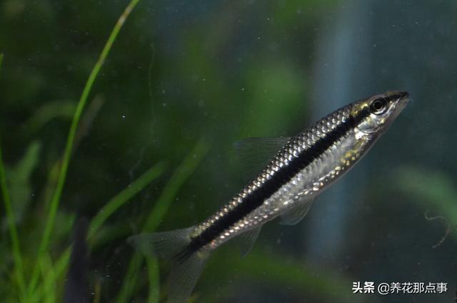 养殖热带鱼鱼缸如何装饰，在客厅养热带鱼