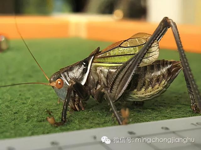 冬天和春天的蝈蝈有区别吗，这篇文章讲清楚了