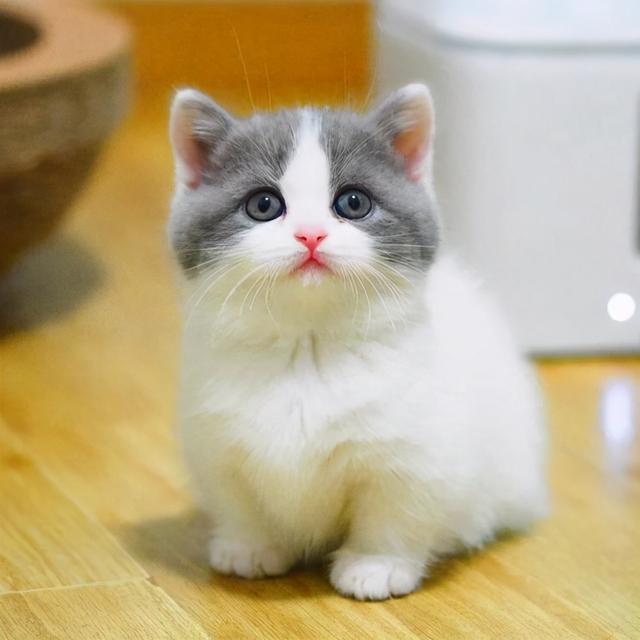 猫寄生虫多的时候猫咪症状，说明体内爬满了“虫子”