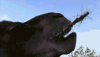 骆驼口腔构造图，仙人掌那么多刺为什么骆驼能吃