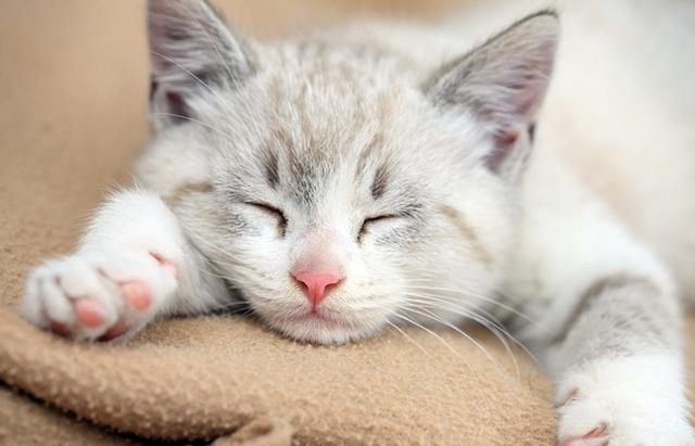 猫寄生虫多的时候猫咪症状，说明体内爬满了“虫子”
