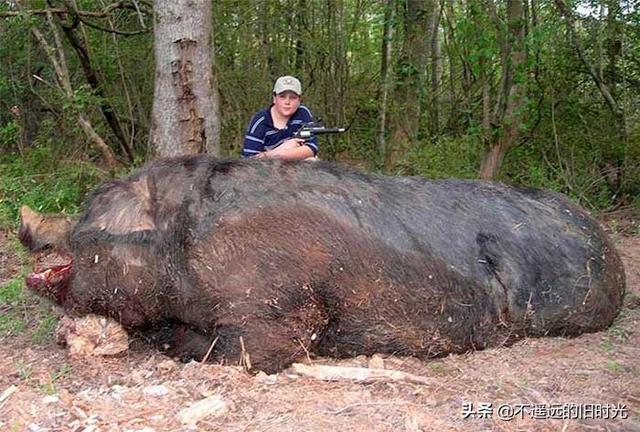 15种实际存在的异常大的动物，21种完全超乎了想象身形特别巨大的动物