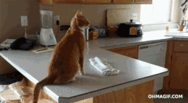 猫咪比较好的零食，提高猫咪生活质量
