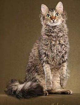世界名猫品种，世界名猫品种大全
