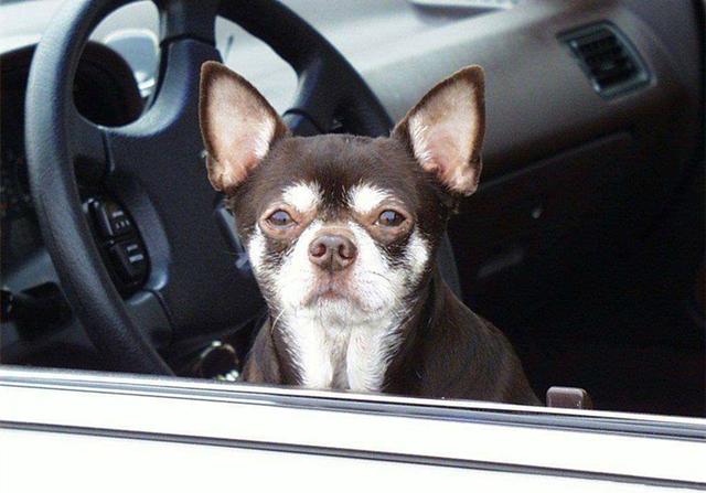 狗狗晕车了怎么快速缓解，狗狗其实也会晕车