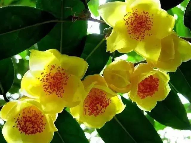 福州到厦门高铁，福州至厦门高铁运行时间