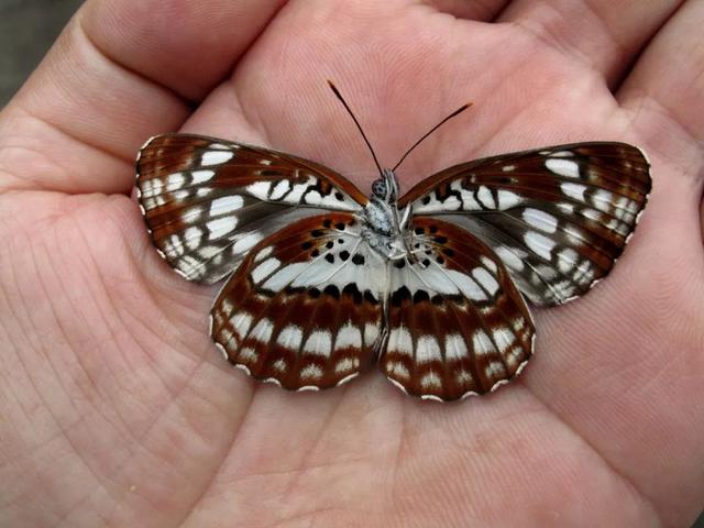 最常见的蝴蝶有哪几种，夏日赏蝶正当时