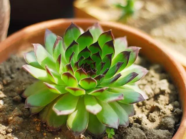 观音莲怎么繁殖，观音莲的繁殖养护（早春养观音莲）