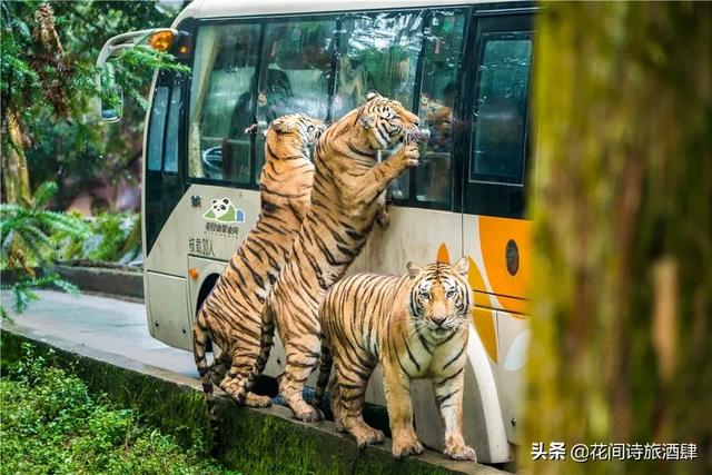 四川雅安附近又一野生动物园开业，四川雅安熊猫基地动物园