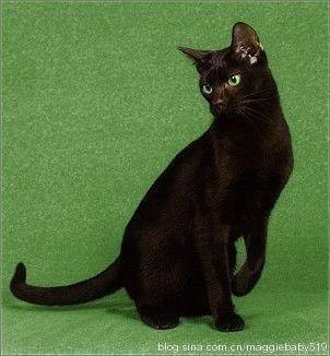 世界名猫品种，世界名猫品种大全