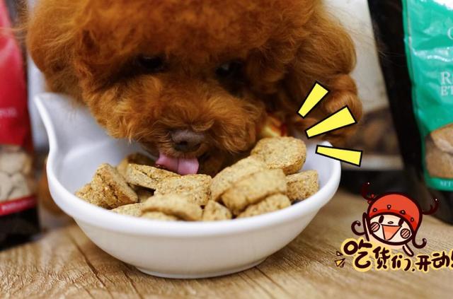 狗狗喜欢吃什么，狗狗爱吃什么食物对身体好（狗狗超爱吃的6种食物）