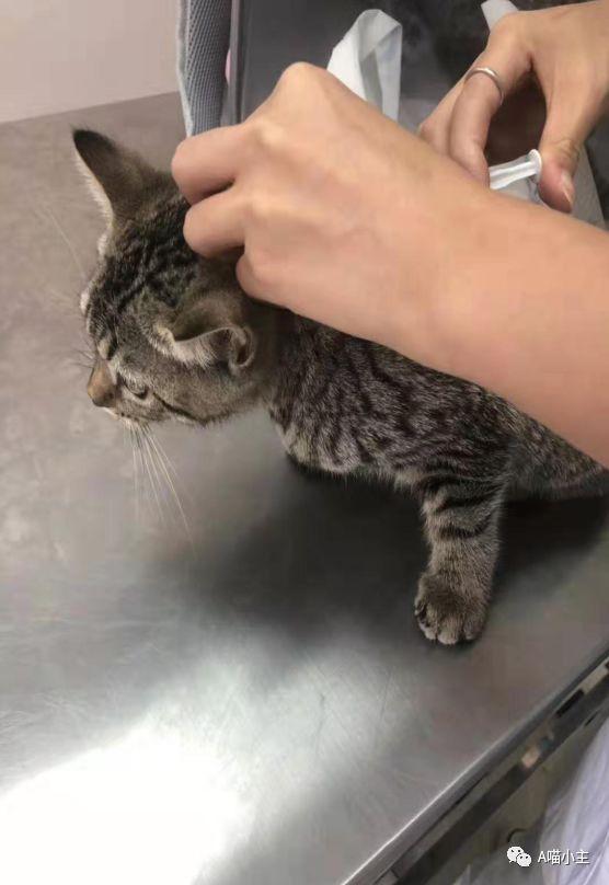 猫三联是什么意思，猫三联第三针是什么（喵星人打疫苗妙三多）