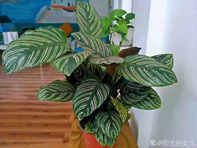 观叶植物的室内摆放，家里盆栽摆放有讲究