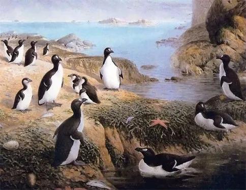 南极最大的大企鹅，最早的企鹅北极大企鹅