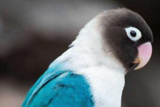 牡丹鹦鹉品种介绍大全，面类牡丹鹦鹉的所有品种