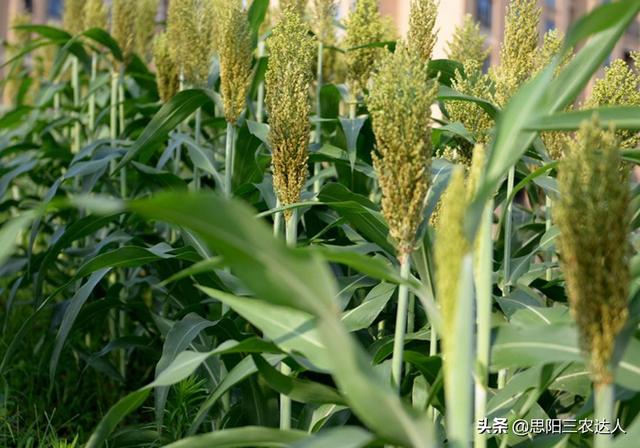 高梁高产栽培技术，高粱怎么种植能高产（高粱高产栽培技术）
