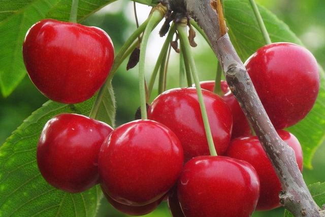 大樱桃的种植条件与技术，大樱桃种植和管理技术