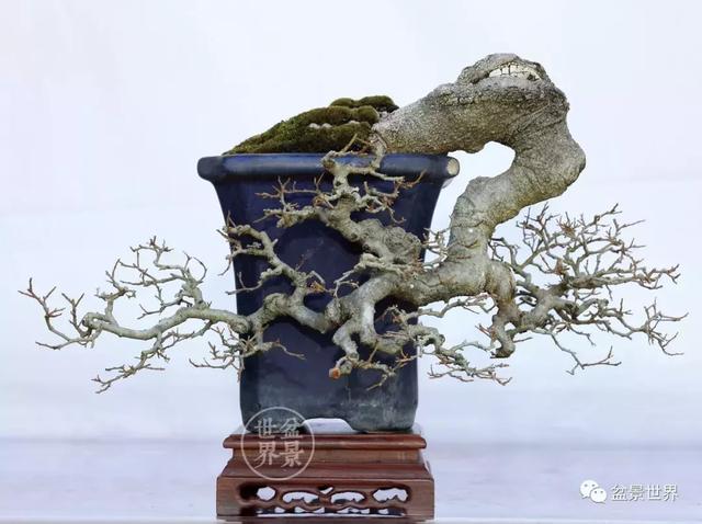 黄杨盆景大全，黄就成老师盆景精品欣赏