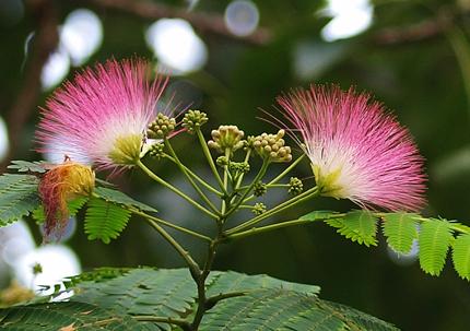 庭院喜阳植物，不同光照民宿花园或农场庭院内30种喜阴、喜阳植物